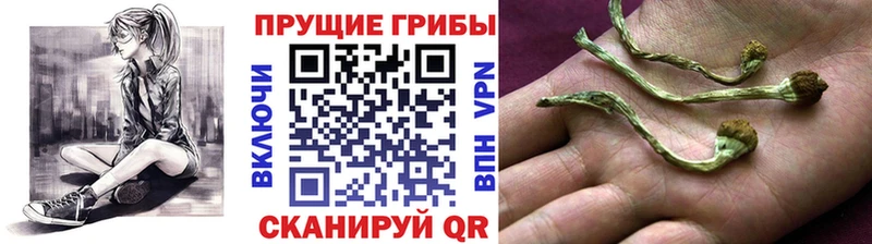 Галлюциногенные грибы прущие грибы Лениногорск